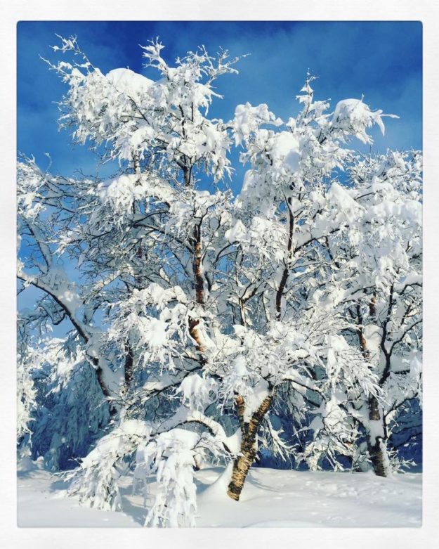 16996395_10154473863637297_1494281000087366079_n